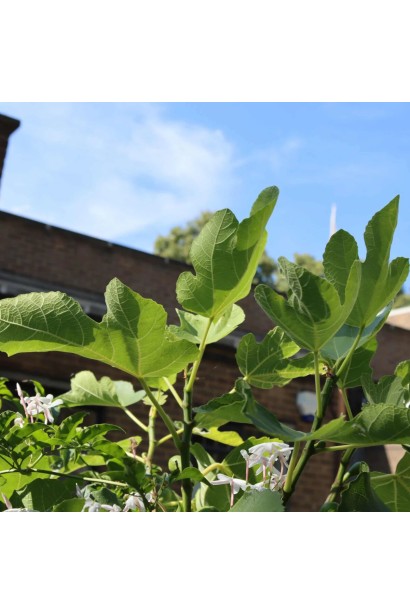 Темно-зеленые пятилопастные листья фигового дерева Адриатический